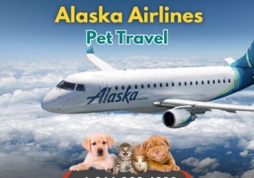 How to travel with pet on Alaska Airlines